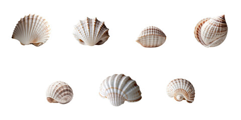 Various shells of marine mollusks arranged on a transparent background isolated to showcase the intricate patterns and textures of each specimen