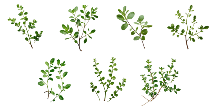 Collection of green purslane branches arranged on a transparent background showcasing various leaf shapes and sizes with high detail and clarity.