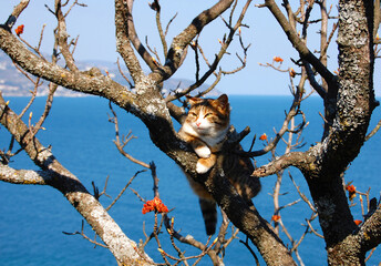 cat resting on a tree