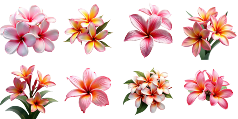 Plumeria flowers in various arrangements isolated on a transparent background featuring vibrant colors and intricate petal details