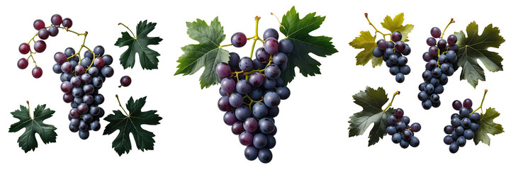 Fototapeta premium Dark purple grapes with green leaves arranged in various clusters isolated on a transparent background, captured from a top view perspective.
