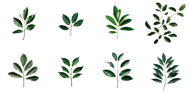 variety of green leaves on transparent background organized in grid pattern showcasing different shapes sizes and textures of foliage elements