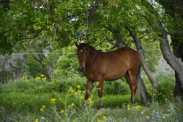 Beautiful horse, horse, horse in nature