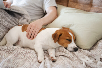 Relaxed Jack Russell Terrier dog sleeping next to his owner on a cozy sofa while the man works or...