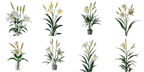 various compositions of white lily flower plants in pots isolated on transparent background showcasing different stages of bloom and arrangement