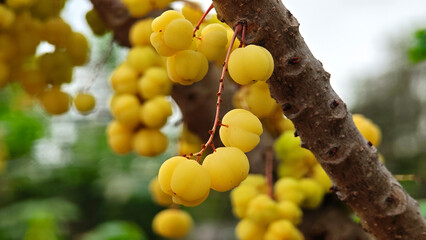 Star gooseberry fruits on tree.