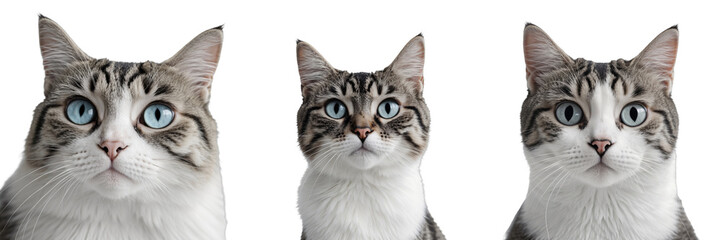 Obraz premium Three close-up portraits of a cat displaying expressive blue eyes and various facial expressions, isolated on a transparent background.