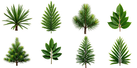 Collection of various realistic green leaves from different types of trees including Norfolk Island pine in arranged layout on transparent background for design use