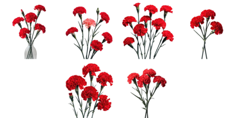 Red carnation flowers in various arrangements isolated on a transparent background displaying vibrant petals and green stems with clear visibility of each flower detail
