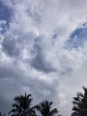 palm trees against moody sky