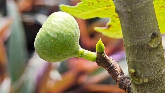 Fig fruit on the tree branch.