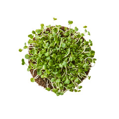 Fototapeta premium Aerial View of Freshly Grown Microgreens in Soil