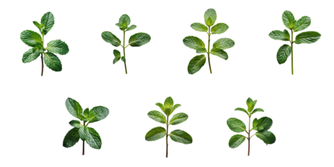 various stages of mint plant growth isolated on transparent background displaying different leaf shapes and sizes highlighting details of foliage and stem