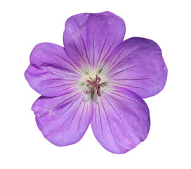 Obraz premium Geranium Rozanne, Geranium Himalayense png transparent background
