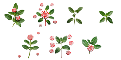 Peppermint leaves and candy swirls arranged in various compositions on a transparent background ideal for design and seasonal themes