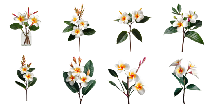 Plumeria plant collection with various flower arrangements and leaves isolated on transparent background depicting detailed floral characteristics and structure
