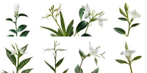 Collection of various tropical flowers including Fittonia albivenis displayed on a transparent background with detailed macro views and isolated presentation for floral studies.