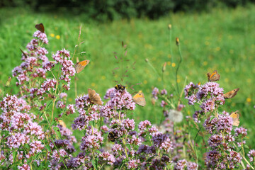 Wild oregano with butterflies and bumblebees