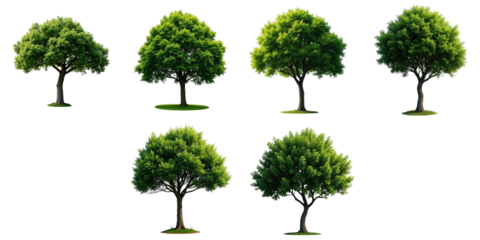 group of six isolated Siamese rough bush trees Streblus asper Lour with vibrant green foliage on transparent background suitable for design and decorative purposes