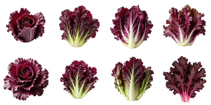various types of red oak lettuce displayed on a transparent background showcasing different shapes and textures of the leaves in a symmetrical arrangement
