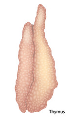 Human Thymus Anatomy Illustration in Detail. Realistic Medical Drawing of the Thymus Gland. Thymus Organ Close-up for Educational Purposes