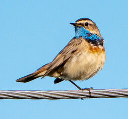 Bluethroat (Luscinia svecica)