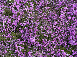 Pink blossom phlox moss subulata creeper plant.