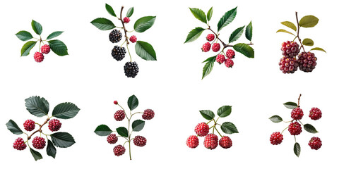 Assorted Mulberry branches with ripe berries in various colors and textures, presented against a transparent background for clear visibility and detailed examination.