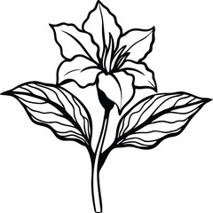 Elegant Black and White Trillium Flower Illustration with Detailed Leaf Veins and Stem