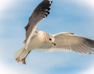 seagull in flight