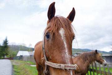 Capturing the Essence of Rural Life: A Close-Up View of a Majestic Brown Horse in the Countryside,...