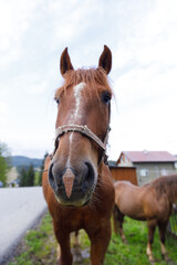 Obraz premium A Beautiful Brown Horse Stands Majestically Near the Roadside, Showcasing Its Elegant Features Against a Blue Sky with Soft Clouds and Lush Green Grass in the Background.