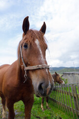 A Close-Up Portrait of a Majestic Brown Horse in a Scenic Pastoral Setting Surrounded by Nature and a Calm Sky with Soft Clouds