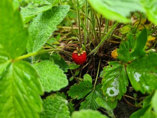 Ripe Strawberry Growing in Garden