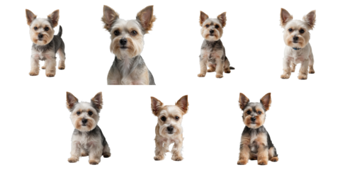 Various poses of Russian Toy Terrier dogs on a transparent background showcasing distinct expressions and stances with focus on facial features and fur texture.