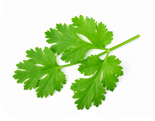 Fresh Green Cilantro Sprig Isolated on White Background, Culinary Herb Detail.