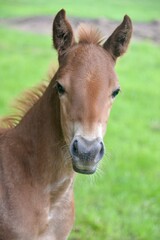 Obraz premium Foal