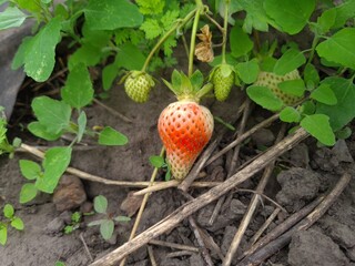 Ripe Strawberry Growing in Garden