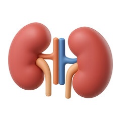 human kidneys 3d render icon isolated on transparent background cutout
