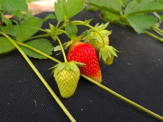 Ripe Strawberry Growing in Garden
