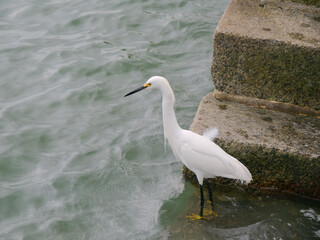 Snowy White Egret Wading Near Stone Steps by Calm Water Surface in St. Augustine, Florida. 
Standing gracefully in shallow showing its distinctive white feathers and yellow feet. Capturing the serene 