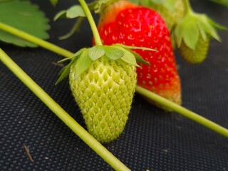 Ripe Strawberry Growing in Garden