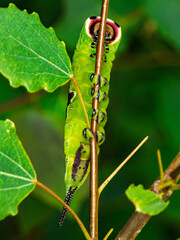 Raupe des Großen Gabelschwanzes auf Zitterpappel