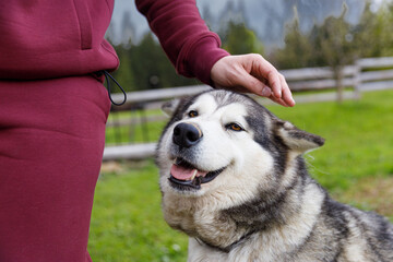 A Joyful Interaction Between a Person and Their Happy Alaskan Malamute in a Beautiful Outdoor...