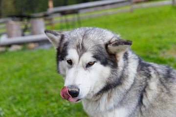 Majestic Husky Dog Displaying Playful Character in a Vibrant Natural Setting Surrounded by Lush Green Grass and Soft Background Elements Making for a Perfect Outdoor Moment