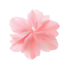 Delicate Pink Flower Blossom, Soft Pastel Hues, Floral Macro Photography