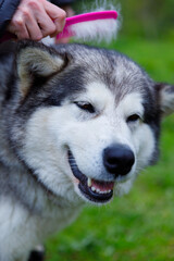 A Happy Alaskan Malamute Being Groomed with a Brush While Enjoying the Attention in a Lush Green Outdoor Setting Surrounded by Nature s Beauty