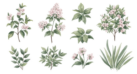 Watercolor Botanical Illustrations Floral Collection of Delicate Blooms and Greenery