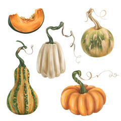 Set of autumn harvest of ripe pumpkin. Fresh farm vegetables, healthy organic food, vegetarianism. Garden plants, agriculture, seasonal plants. Nature, agronomy and rural life. Isolated illustration