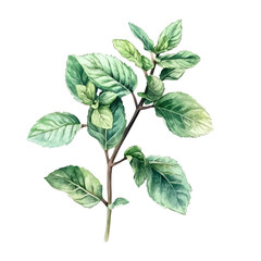 Mint, Sprig of fresh mint, isolated on transparent background